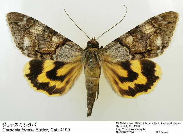 ガルーダに乗るキリスト （バティック、染色画） バティック 生地 インドネシア ジャワ更紗 向かい合う鳳凰と花の
